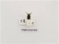 藏品(三錐象鼻蟲科)的圖片